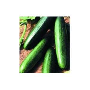  Todds Seeds   Green Dragon F1 Cucumber Seed   5g Seed 