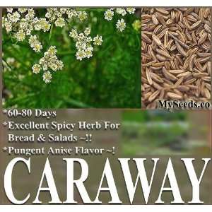  1 LB (170,000+) CARAWAY HERB SEEDS aka PERSIAN CUMIN Carum 