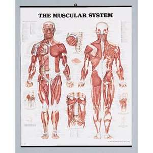 Muscular System: Plastic:  Industrial & Scientific
