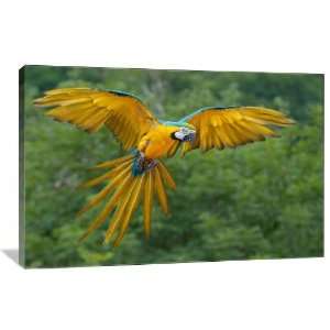  Blue and Yellow Macaw in Flight   Gallery Wrapped Canvas 