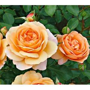  Floral Fairy Tail Rose Seeds Packet: Patio, Lawn & Garden