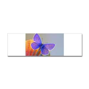 Bumper Sticker Xerces Purple Butterfly 