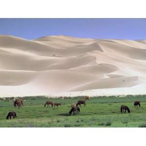  Wild Horses, Gobi Desert, Mongolia Animal Photographic 