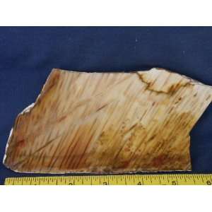   Very Rare Louisiana Petrified Palm Wood Slab, 7.24.12: Everything Else