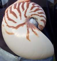 natural nautilus cut shell nautical decor seashell from an island girl 