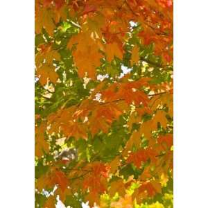  Usa, Maine, Wiscasset, Autumn Leaves / Fall Colors by Alan 