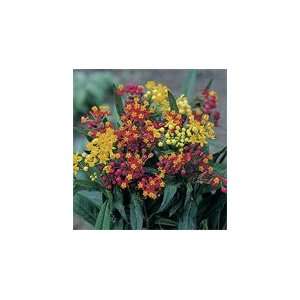  Davids Non Hybrid Butterfly Weed Flower Asclepias Silky 