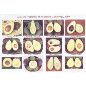  Avocado Varieties of Southern California 2009 Calendar 