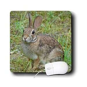   Park Wildlife   Rabbit Eastern Cottontail 2   Mouse Pads: Electronics