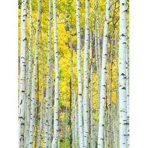 Aspen Grove, White River National Forest, Colorado, USA Photographic 