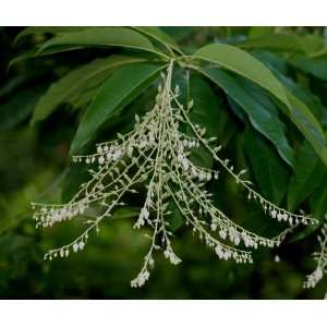   Lily of the Valley tree 3 4 Foot Bareroot tree Patio, Lawn & Garden