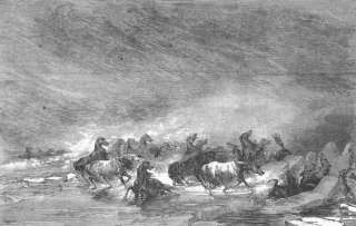   picture Horses of the Crimea in a winter storm on the black sea