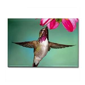   Rectangle Magnet Male Calliope Hummingbird: Everything Else
