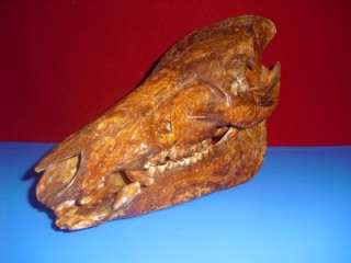 Dayak, Wild Boar skull with dayak tribal carving  