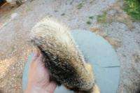 Grey fox pelt gray tanned hide/skin/fur/ trapper animal  