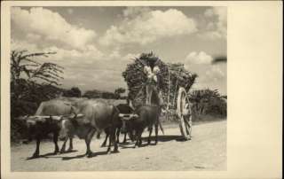 HAITI Native Man w Ox Drawn Cart c1910 Real Photo Postcard  