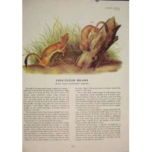 Long Tailed Weasel Weasels Rat Rats Rodent Color Print 