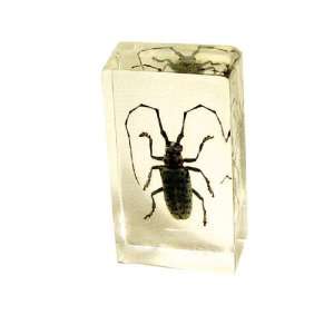  Real Spotted Longhorn Beetle Paperweight Medium 