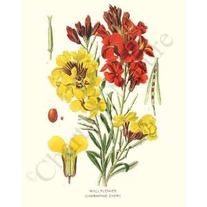  Botanical Flower Print Wallflower   Cheiranthus cheiri 