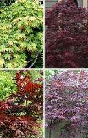 Japanese Maple Tree Collection   4 Varieties (SAVE 33%)  