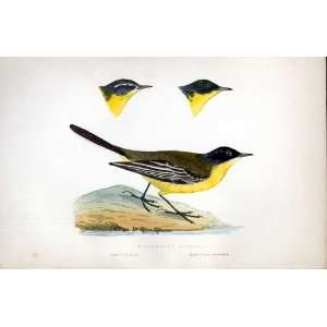    Black Headed Wagtail Bree H/C 1875 Old Prints Birds