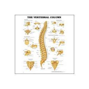   Anatomical Vertebral Column 20x26 Ea by, Anatomical Chart Company
