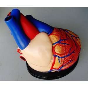  Model Anatomy Professional Medical Jumbo Heart Model Large 
