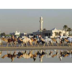  Camels at Dubai Camel Racecourse, Late Afternoon Giclee 