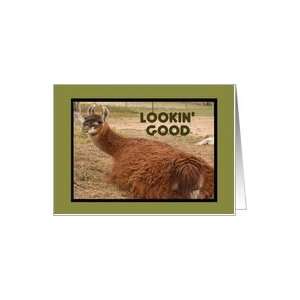 Lookin Good Lama Card