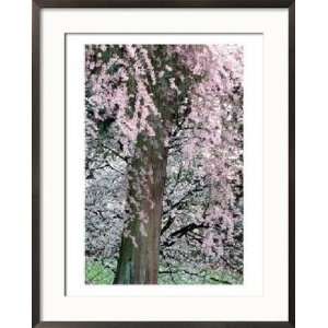  Cherry Blossoms and Red Cedar Tree Trunk, Washington, USA 