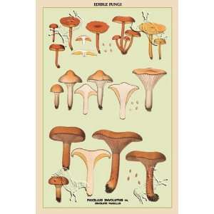 Edible Fungi Involute Paxillus by unknown. Size 17.75 X 26.50 Art 