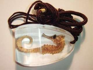 Sea Horse Necklace   Hippocampus kuda (Clear)  