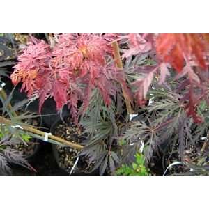  JAPANESE MAPLE WEEPING INABA SHIDARE / 2 gallon Potted 