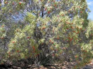 The Quandong is a truly unique native Australian fruit. Found in the 
