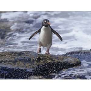  Rockhopper Penguin (Eudyptes Chrysocome) on a Rock in the 
