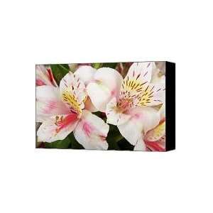  Peruvian Lilies Flowers White and Pink Color Print Canvas 