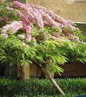 cassia javanica apple blossom tree es11 returns not accepted buy
