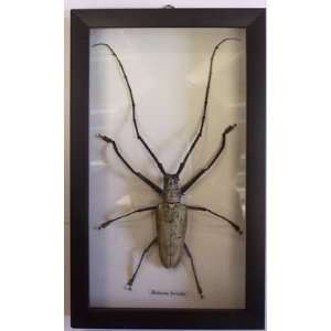 Butterflies By God   Long Horned Beetle in A Black Shadowbox Frame