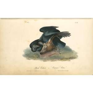   John James Audubon   24 x 14 inches   Black Vulture or Carrion Crow