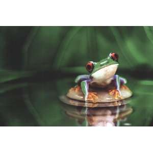Red Eyed Tree Frog by Unknown 36x24:  Kitchen & Dining