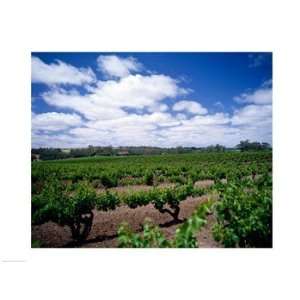  Panoramic view of vineyards, Barossa Valley, South 
