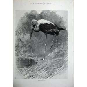  1900 Nature Bird Indian Tantalus Animals Country