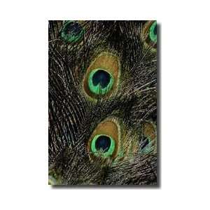  Eyes Of Peacock Feathers Giclee Print