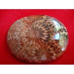  S7412 Agatized Coral Fossil Cabochon Nice  Everything 