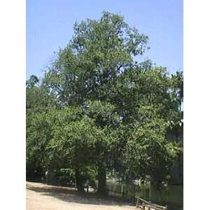  White Alder Shade Tree Five Gallon Patio, Lawn & Garden