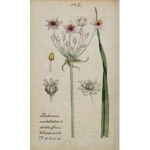1826 Butomus Umbellatus Flowering Rush Botanical Print   Hand Colored 