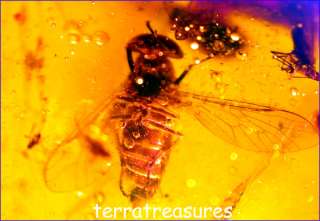 A101 DR001 Superb Huge Tabanid HorseFly Dominican Amber  