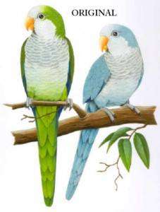 Quaker Parrots Cross Stitch Pattern Birds TBB  