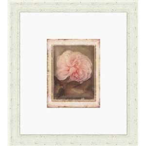  Maron   Cabbage Roses