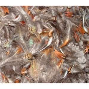    Large Assortment Of Ringneck Pheasant Feathers: Everything Else